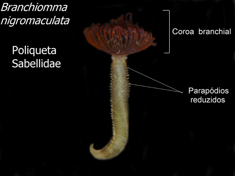 Branchiomma