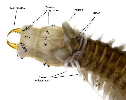 Nereididae reg anterior